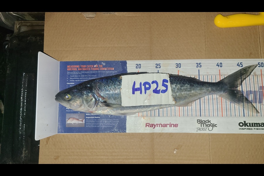 Leah Tatai caught this 43.5cm Kahawai at Northland during The Hirepool Baitmates Fishing Comp