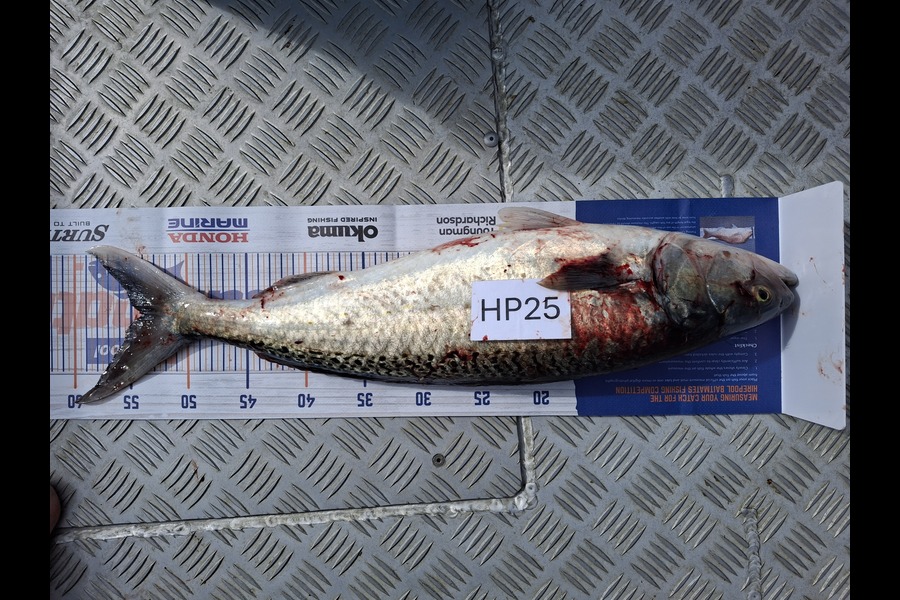 John Twentyman caught this 54cm Kahawai at Coromandel during The Hirepool Baitmates Fishing Comp