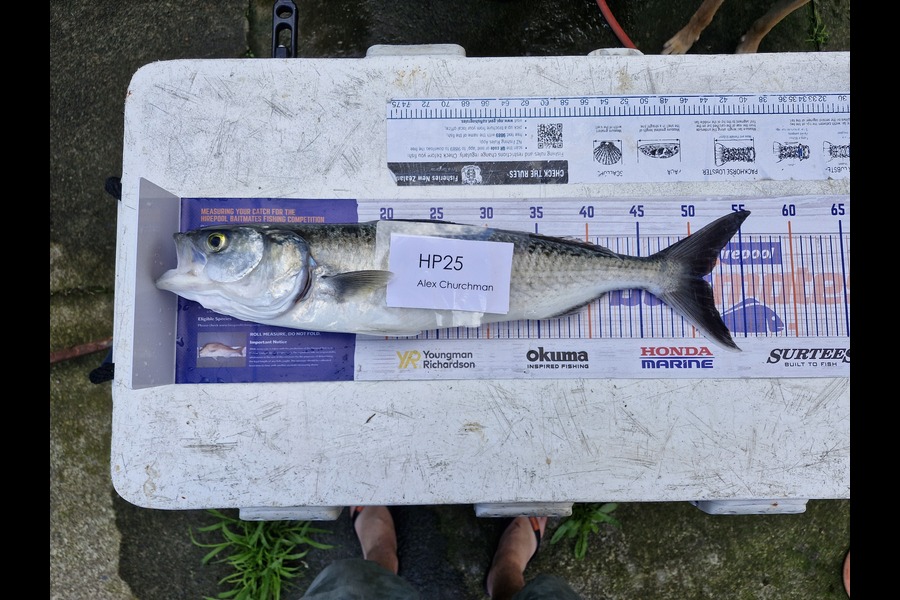 alexander churchman caught this 51.0cm Kahawai at Taranaki during The Hirepool Baitmates Fishing Comp