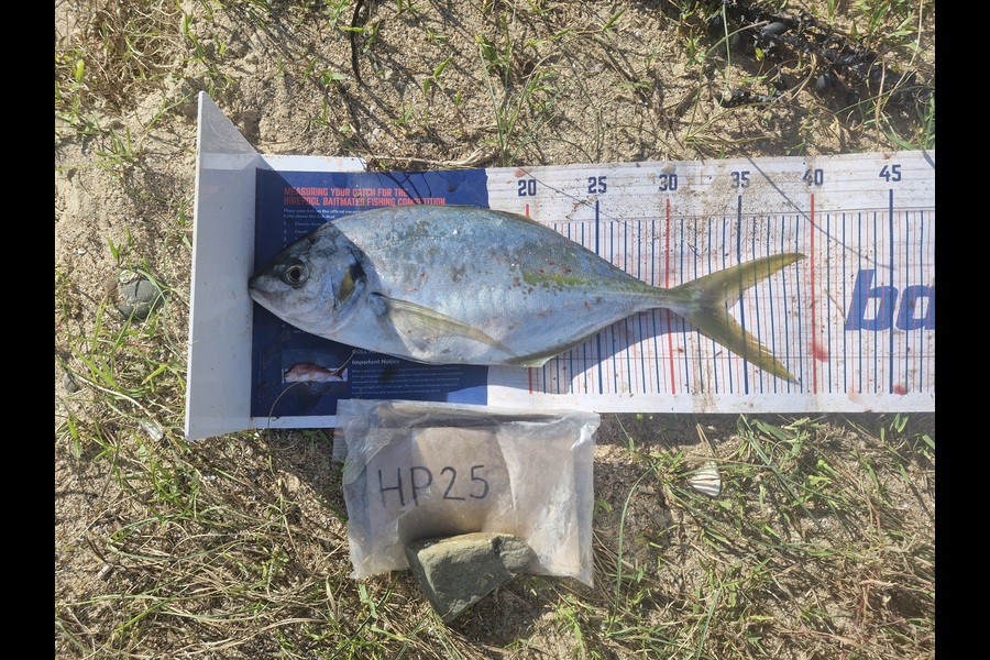 Craig Nelder caught this 33.5cm Trevally at Northland during The Hirepool Baitmates Fishing Comp