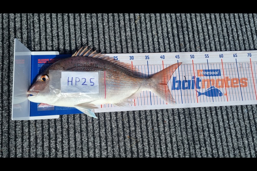 Aaron Oliver caught this 40.5cm Snapper at Nelson/Marlborough during The Hirepool Baitmates Fishing Comp