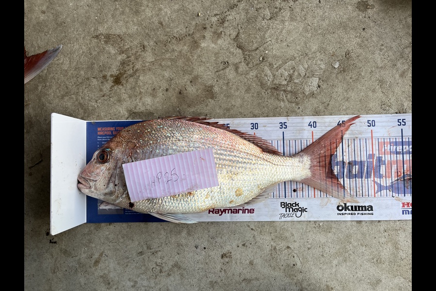 David Hayman caught this 43.0cm Snapper at Taranaki during The Hirepool Baitmates Fishing Comp