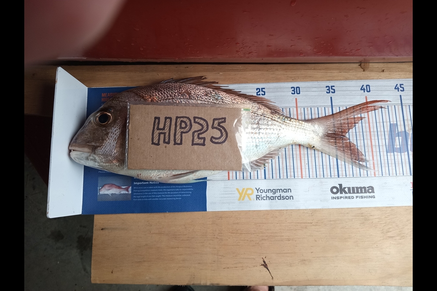 Neil Constable caught this 36.0cm Snapper at Bay of Plenty during The Hirepool Baitmates Fishing Comp