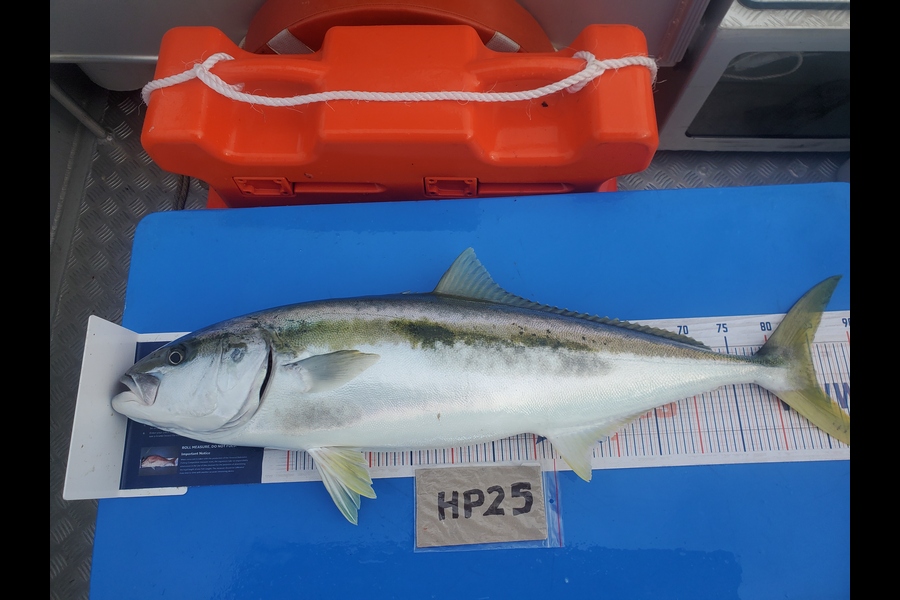 Mike Stephens caught this 85.0cm Kingfish at Northland during The Hirepool Baitmates Fishing Comp
