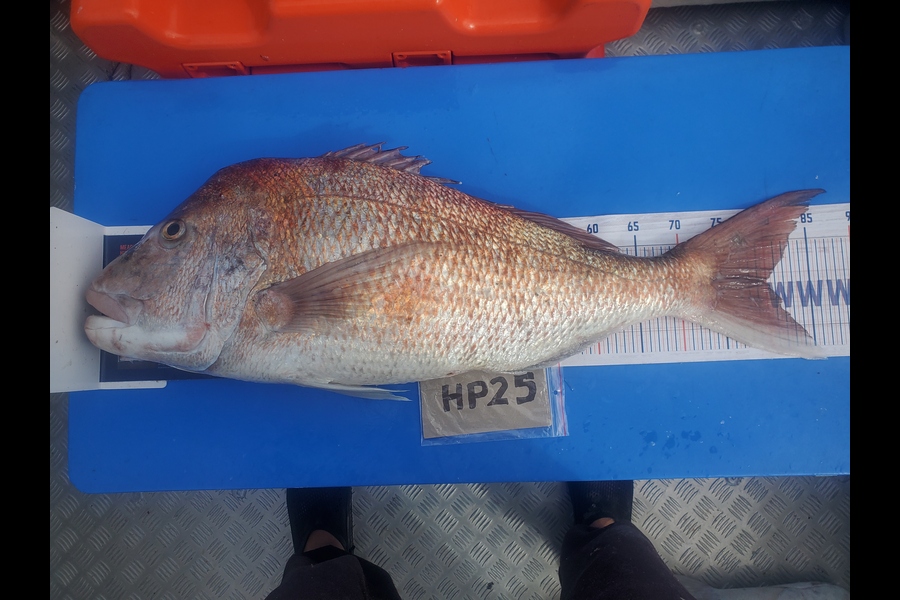 Mike Stephens caught this 80.0cm Snapper at Northland during The Hirepool Baitmates Fishing Comp