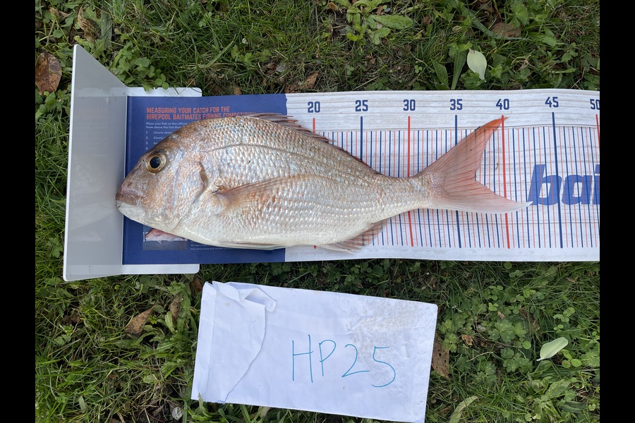 Martin Lee caught this 37.0cm Snapper at Auckland during The Hirepool Baitmates Fishing Comp