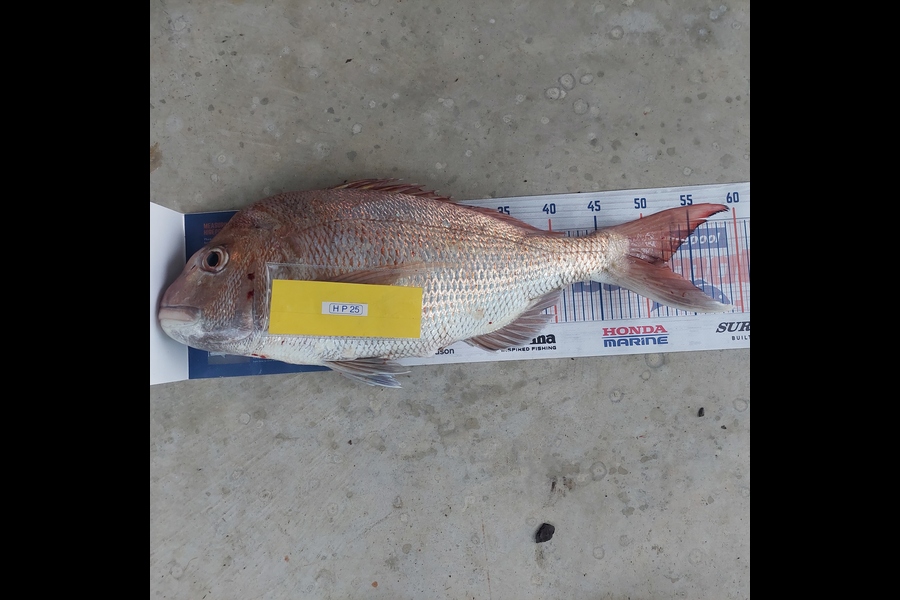 Rodney Russell caught this 51.5cm Snapper at Waikato during The Hirepool Baitmates Fishing Comp