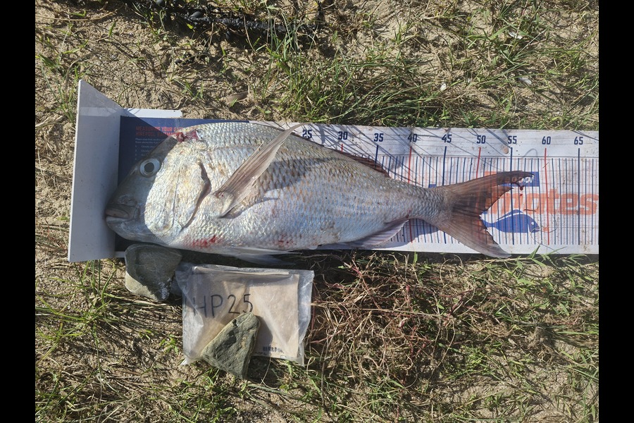 Rosie Phillips caught this 50.0cm Snapper at Northland during The Hirepool Baitmates Fishing Comp