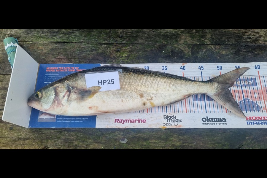 Tain Rookes caught this 51.0cm Kahawai at Coromandel during The Hirepool Baitmates Fishing Comp