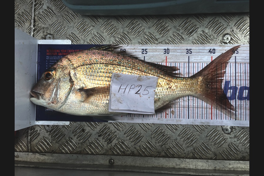 Adam Tilson caught this 42.0cm Snapper at Nelson/Marlborough during The Hirepool Baitmates Fishing Comp