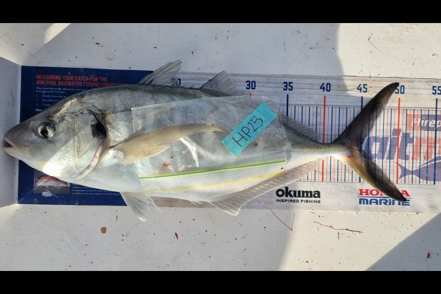 Nathan  Busby caught this 45.0cm Trevally at Northland during The Hirepool Baitmates Fishing Comp