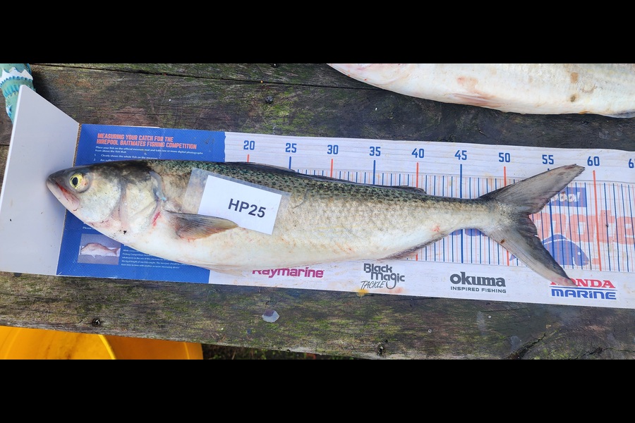 Simon Rookes caught this 52.0cm Kahawai at Coromandel during The Hirepool Baitmates Fishing Comp