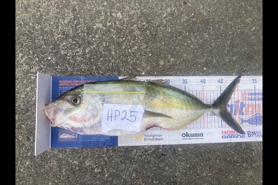 Anthony Murray caught this 46.0cm Trevally at Wellington during The Hirepool Baitmates Fishing Comp
