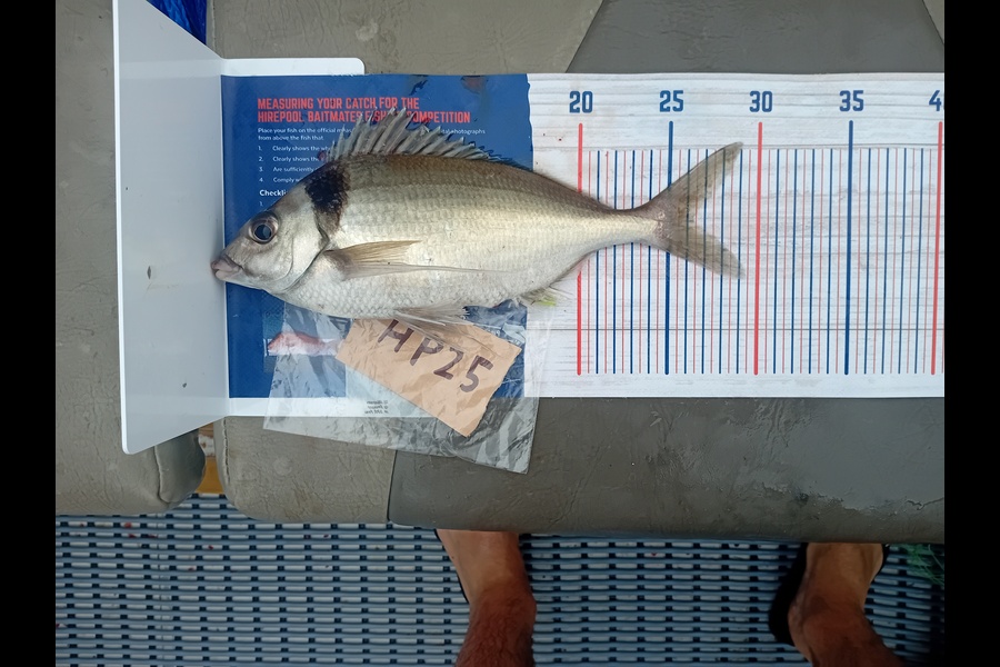 Troy Cameron caught this 26cm Tarakihi at Nelson/Marlborough during The Hirepool Baitmates Fishing Comp