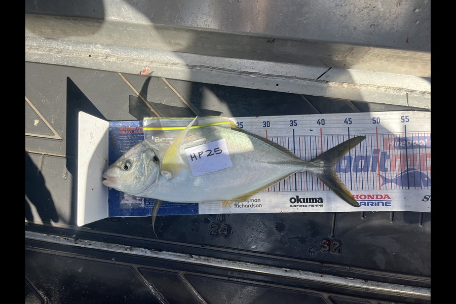 Candy Cunis caught this 42.0cm Trevally at Northland during The Hirepool Baitmates Fishing Comp