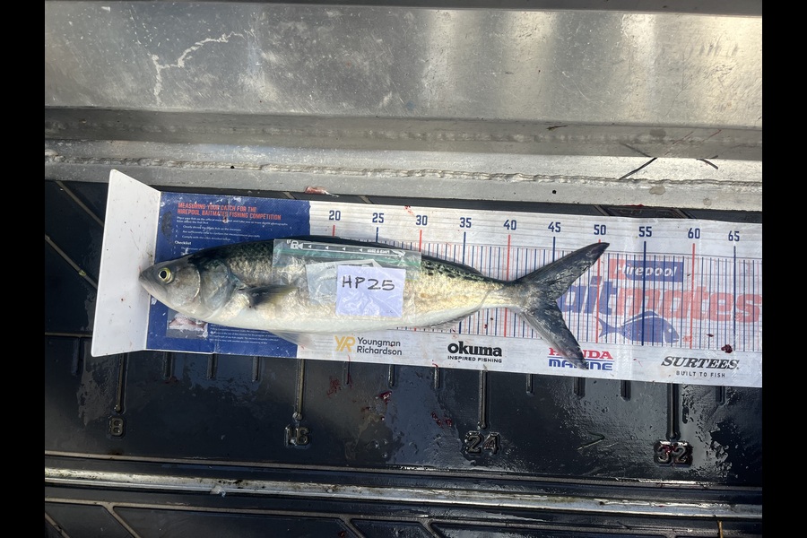 Candy Cunis caught this 45.0cm Kahawai at Northland during The Hirepool Baitmates Fishing Comp