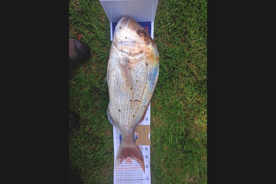 Rion Waitere caught this 64.5cm Snapper at Coromandel during The Hirepool Baitmates Fishing Comp