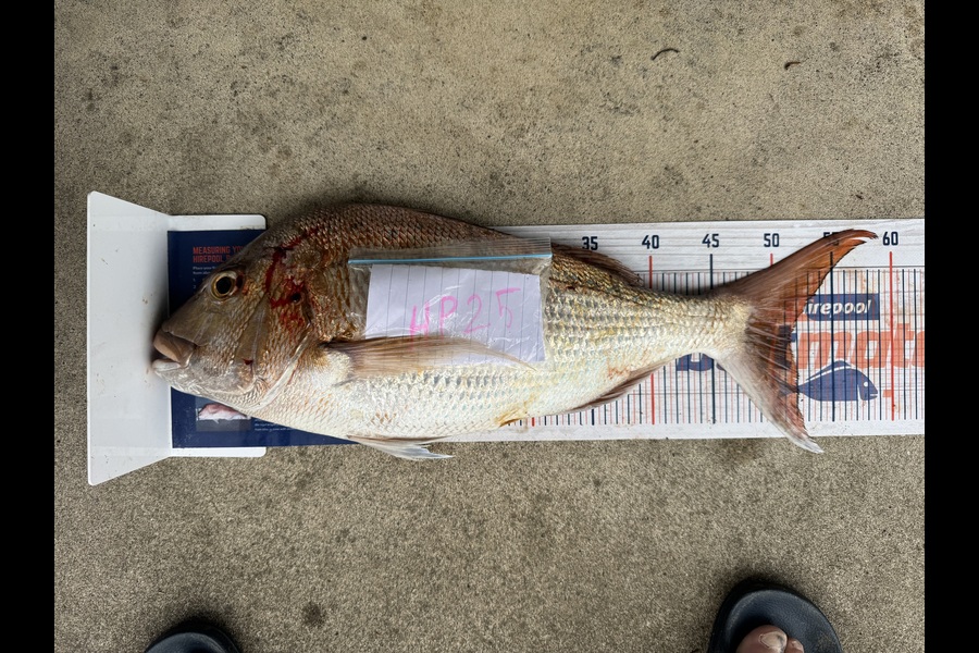 Dion Oleary caught this 51.5cm Snapper at Coromandel during The Hirepool Baitmates Fishing Comp