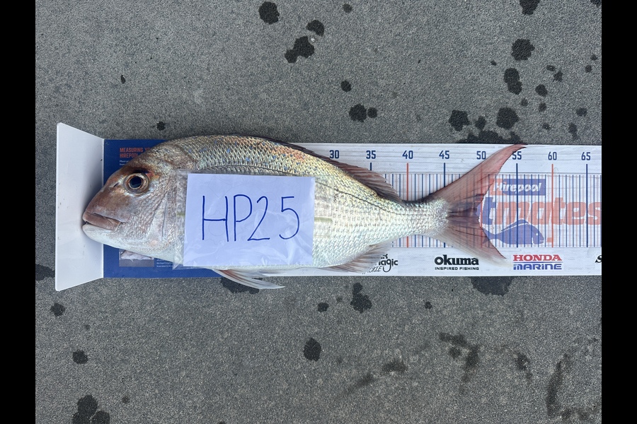 Molly Master caught this 49.0cm Snapper at Bay of Plenty during The Hirepool Baitmates Fishing Comp