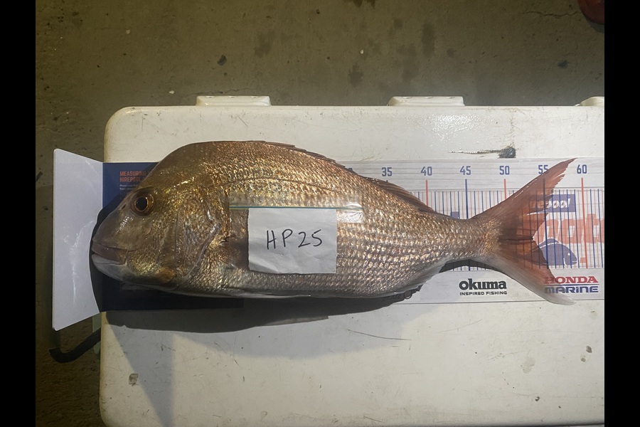 Raewyn Flay caught this 53.0cm Snapper at Northland during The Hirepool Baitmates Fishing Comp