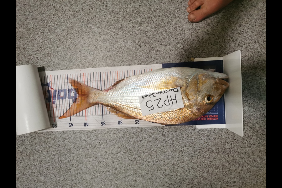 Darrien Johns caught this 42.0cm Snapper at Auckland during The Hirepool Baitmates Fishing Comp