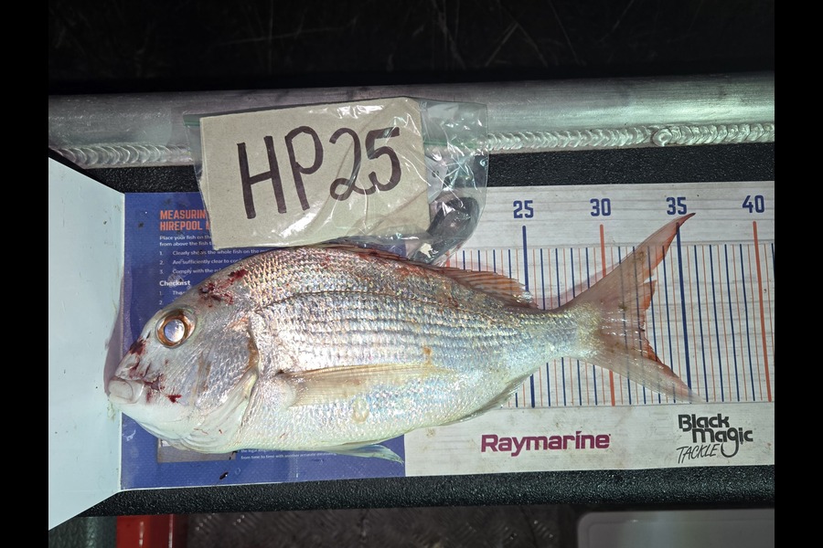 Tracey Beer caught this 32.0cm Snapper at Coromandel during The Hirepool Baitmates Fishing Comp