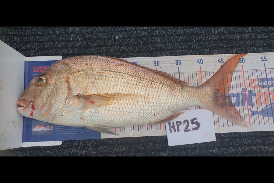 Dawn Richards caught this 45.5cm Snapper at Coromandel during The Hirepool Baitmates Fishing Comp