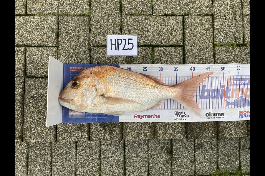 Ruby Boshier caught this 40.0cm Snapper at Auckland during The Hirepool Baitmates Fishing Comp