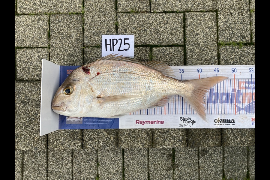 Joshua Hohaia caught this 41.0cm Snapper at Auckland during The Hirepool Baitmates Fishing Comp