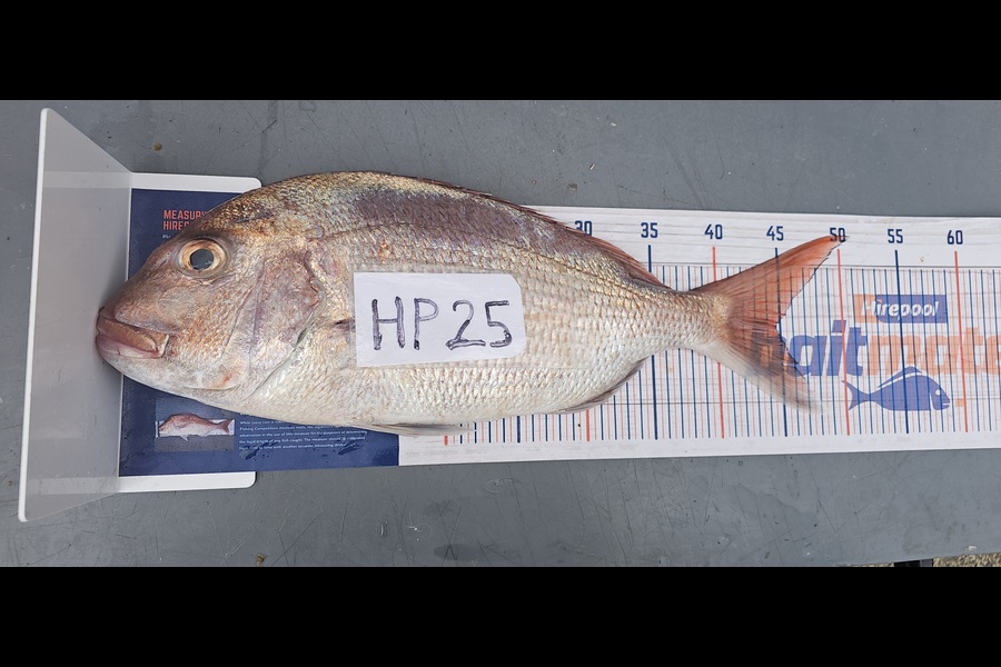 Frank van Vroonhoven caught this 44.5cm Snapper at Bay of Plenty during The Hirepool Baitmates Fishing Comp