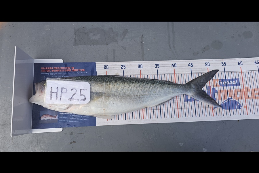 Frank van Vroonhoven caught this 47.5cm Kahawai at Bay of Plenty during The Hirepool Baitmates Fishing Comp