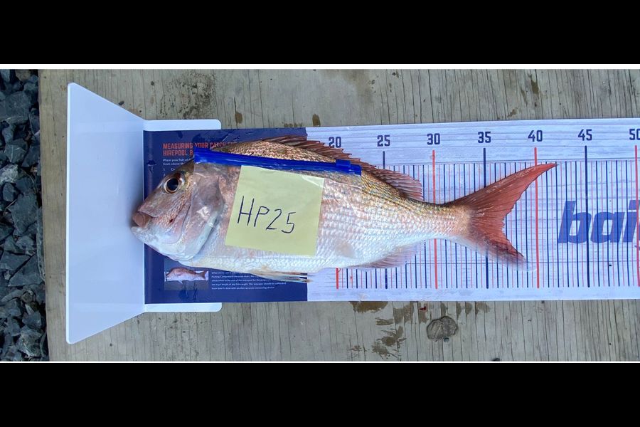 Jason Galea caught this 36.5cm Snapper at Auckland during The Hirepool Baitmates Fishing Comp