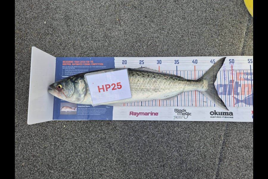 Simon Roberts caught this 45.0cm Kahawai at Coromandel during The Hirepool Baitmates Fishing Comp