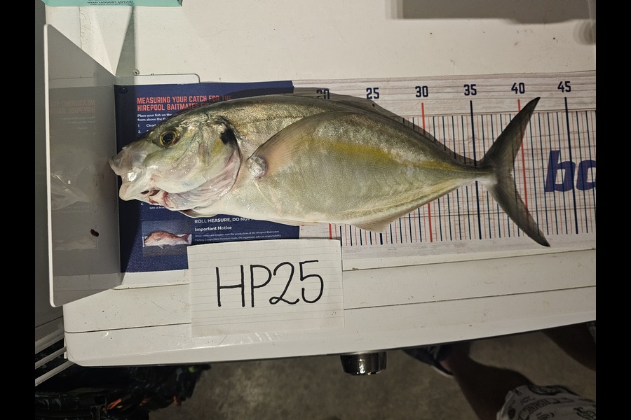 Theo De Villiers caught this 38.5cm Trevally at Coromandel during The Hirepool Baitmates Fishing Comp
