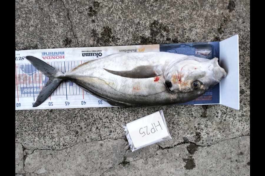 Paul Rees caught this 50.0cm Trevally at East Cape during The Hirepool Baitmates Fishing Comp