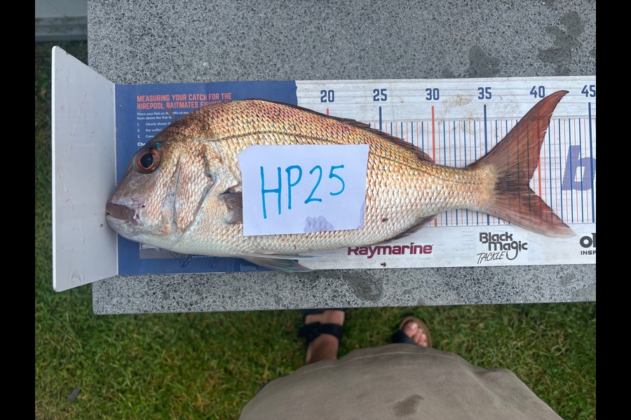 Lee Warmington  caught this 39.0cm Snapper at Northland during The Hirepool Baitmates Fishing Comp