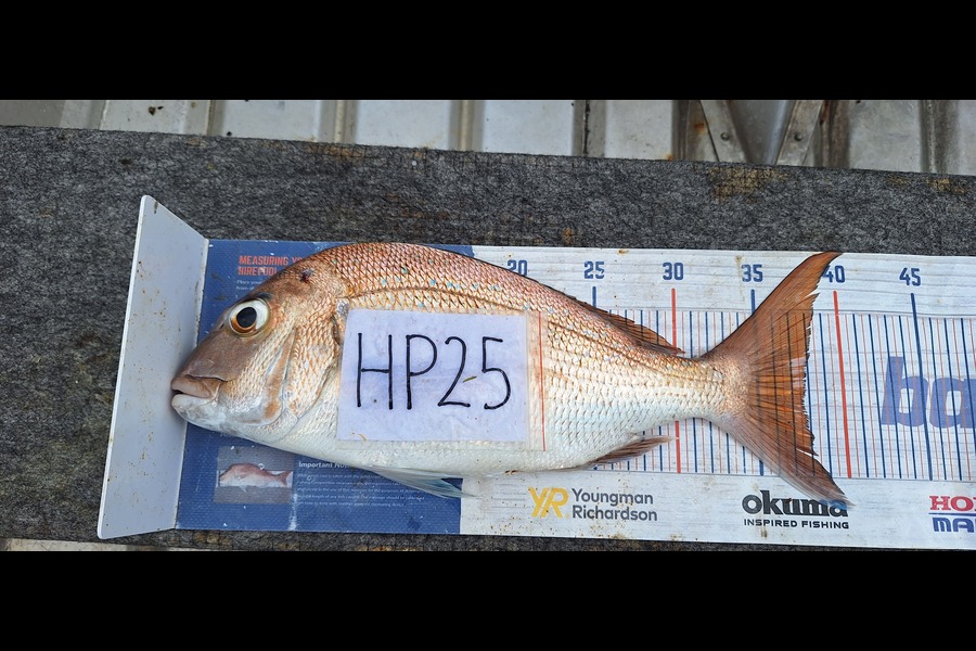 Trevor Hopson caught this 37.5cm Snapper at Coromandel during The Hirepool Baitmates Fishing Comp