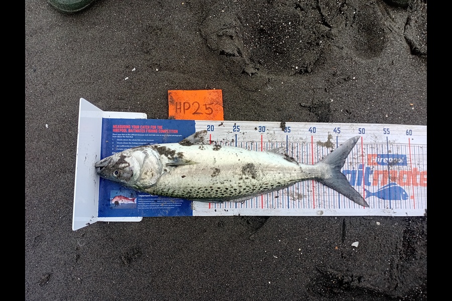 Isaac Graham caught this 45.0cm Kahawai at Manawatu during The Hirepool Baitmates Fishing Comp