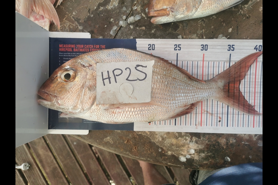 Darrien Johns caught this 37.0cm Snapper at Auckland during The Hirepool Baitmates Fishing Comp