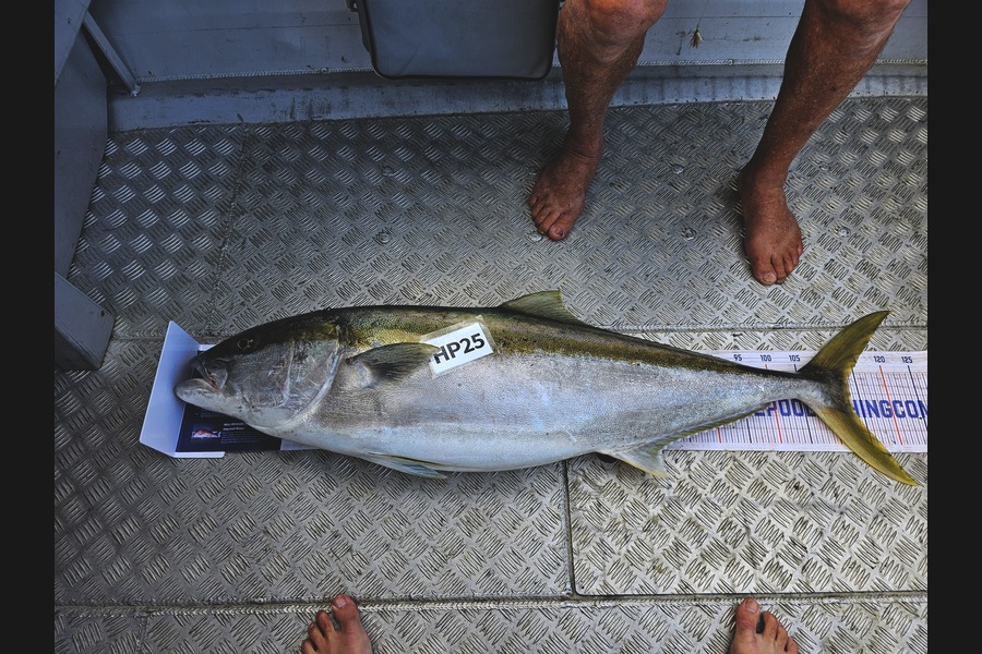 Michael Hardisty caught this 113.5cm Kingfish at Bay of Plenty during The Hirepool Baitmates Fishing Comp