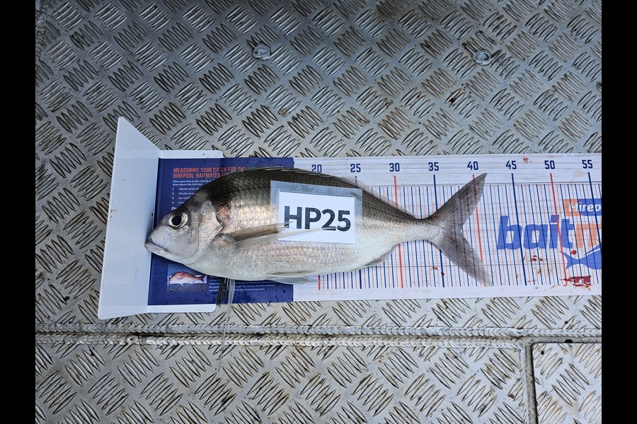 Michael Hardisty caught this 37.5cm Tarakihi at Bay of Plenty during The Hirepool Baitmates Fishing Comp