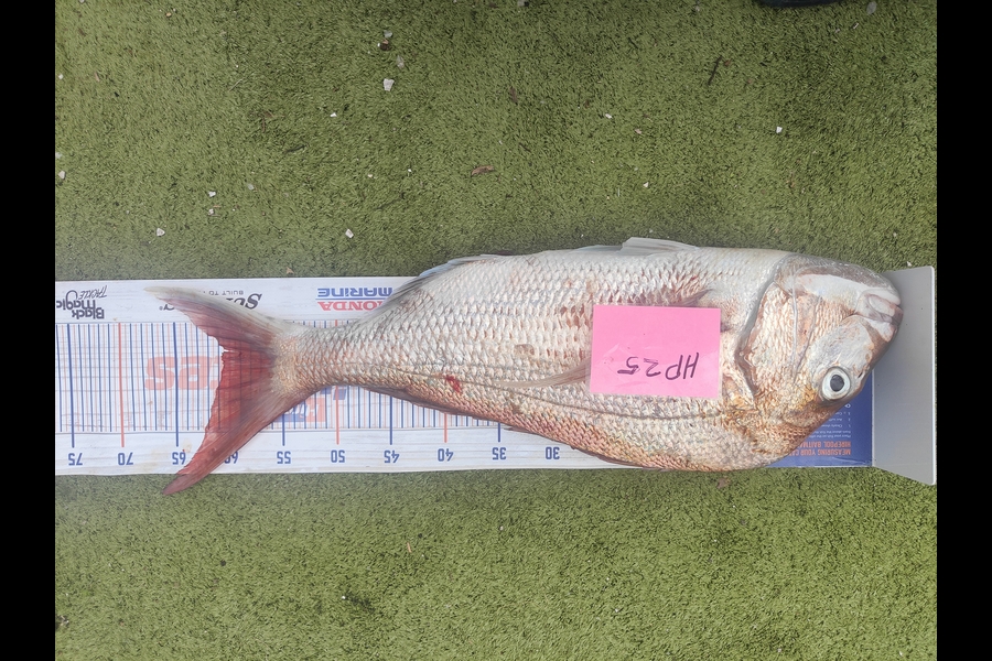 Adri Klopper caught this 60.5cm Snapper at Northland during The Hirepool Baitmates Fishing Comp
