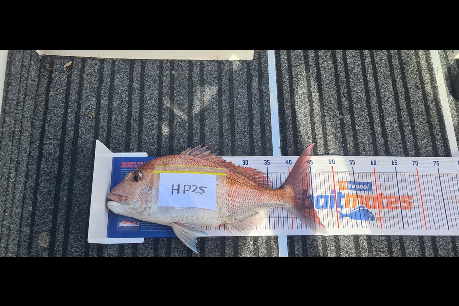 Bryan McCann caught this 44.5cm Snapper at Northland during The Hirepool Baitmates Fishing Comp