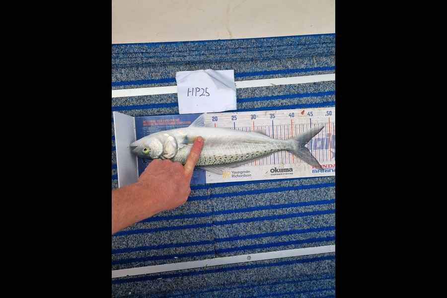 Blake Mansell caught this 43.0cm Kahawai at Bay of Plenty during The Hirepool Baitmates Fishing Comp