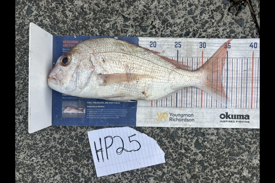 Erin Mcloughlin caught this 33.5cm Snapper at Auckland during The Hirepool Baitmates Fishing Comp