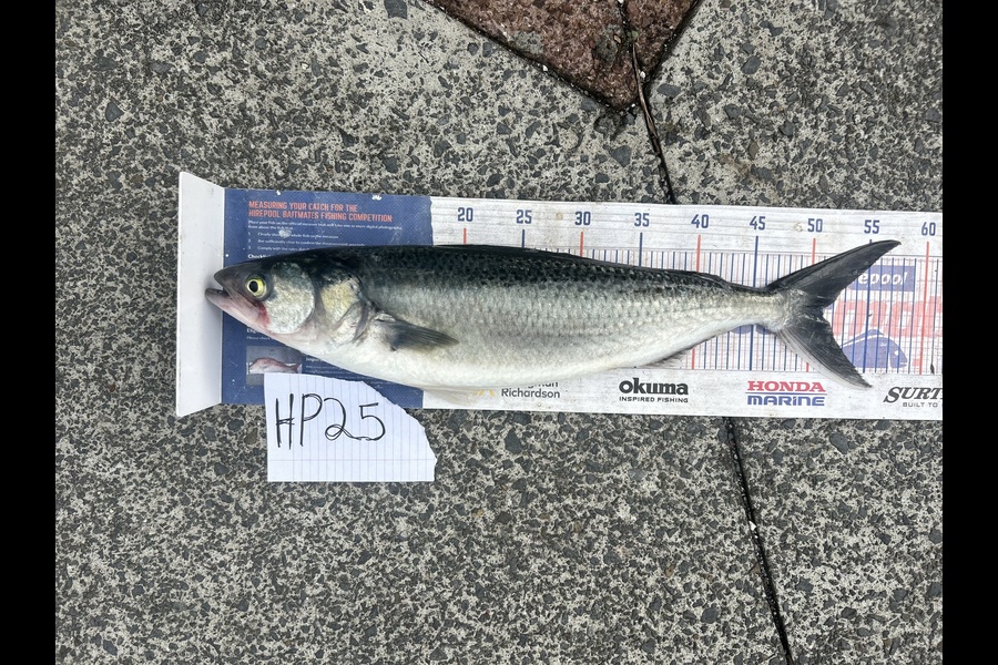Erin Mcloughlin caught this 51.0cm Kahawai at Auckland during The Hirepool Baitmates Fishing Comp