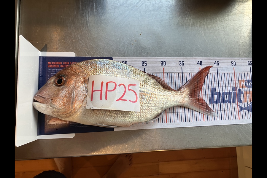 Jonathan Dippenaar caught this 39.5cm Snapper at Auckland during The Hirepool Baitmates Fishing Comp