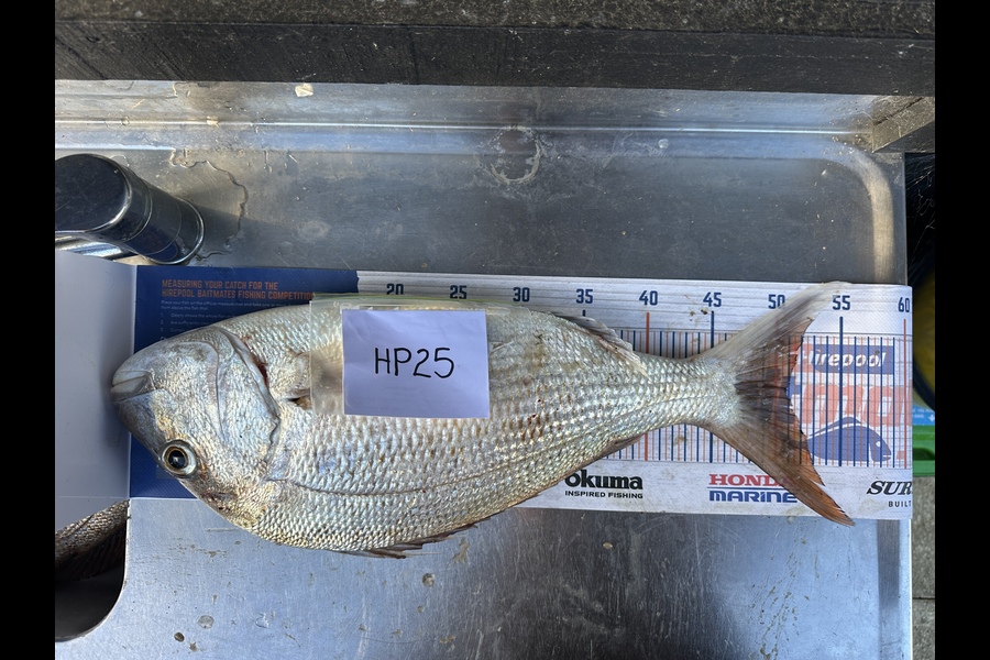 Martin Good caught this 50.5cm Snapper at Auckland during The Hirepool Baitmates Fishing Comp