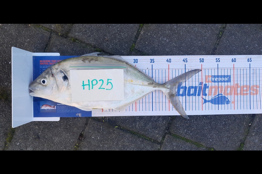 Michelle Gregory caught this 42.0cm Trevally at Coromandel during The Hirepool Baitmates Fishing Comp