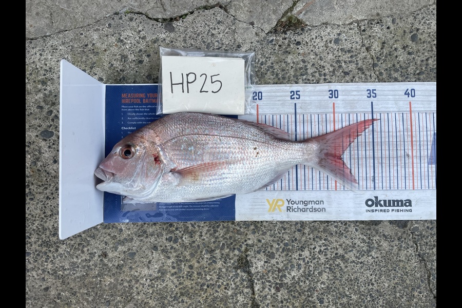 Niamh McGuane caught this 30.5cm Snapper at East Cape during The Hirepool Baitmates Fishing Comp